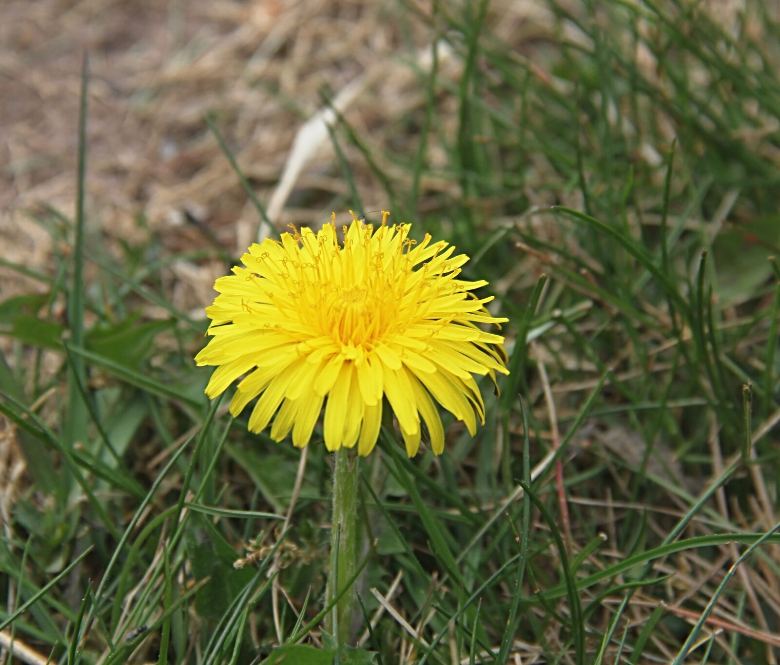 Canon EOS 550D (EOS Rebel T2i / EOS Kiss X4) sample photo. Zaharada, green, flower photography