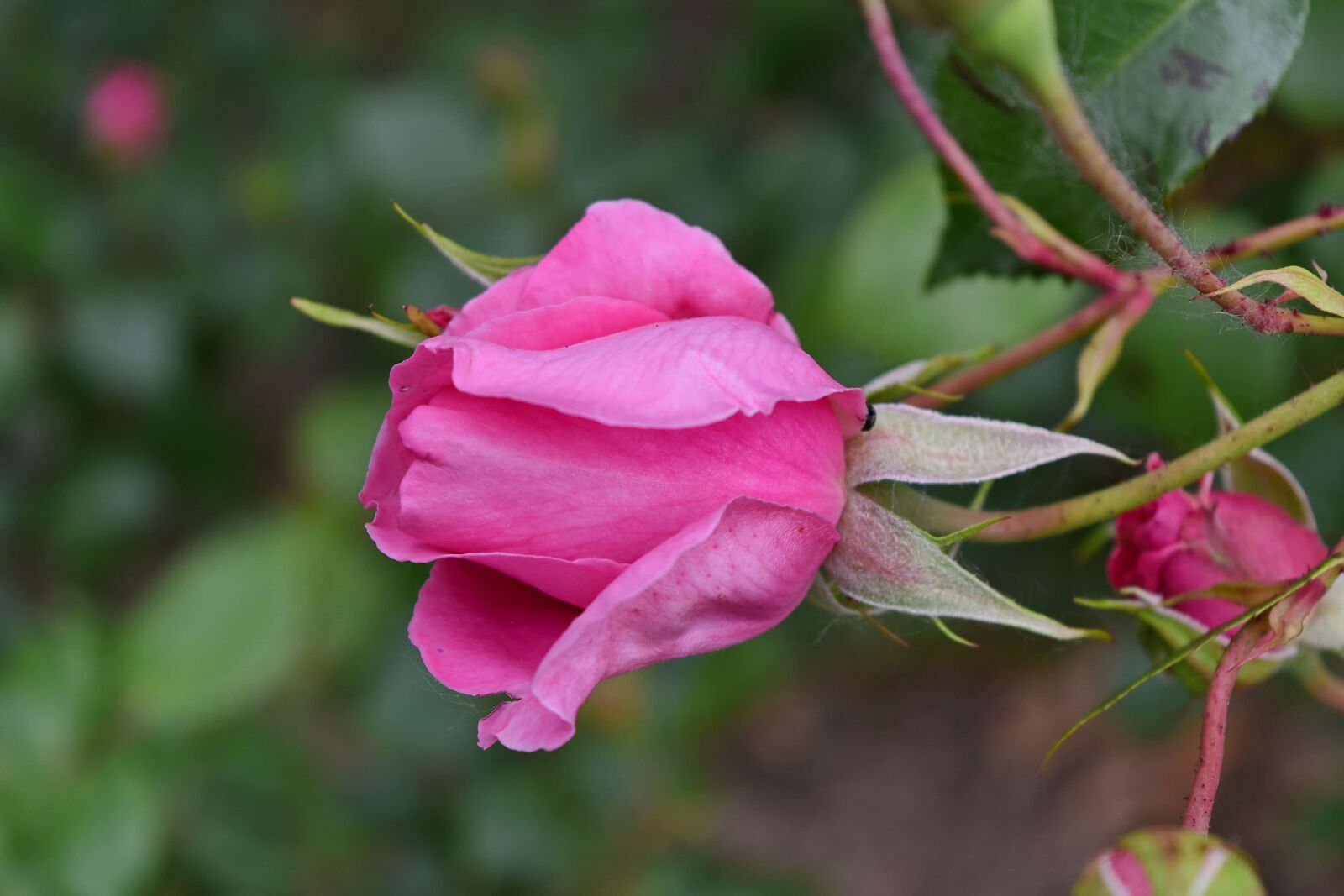 Nikon D5500 sample photo. Pink, roses, rose, flower photography