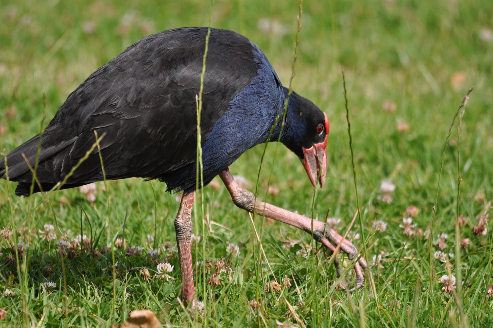Nikon D90 sample photo. Bird, pukeko, new zealand photography