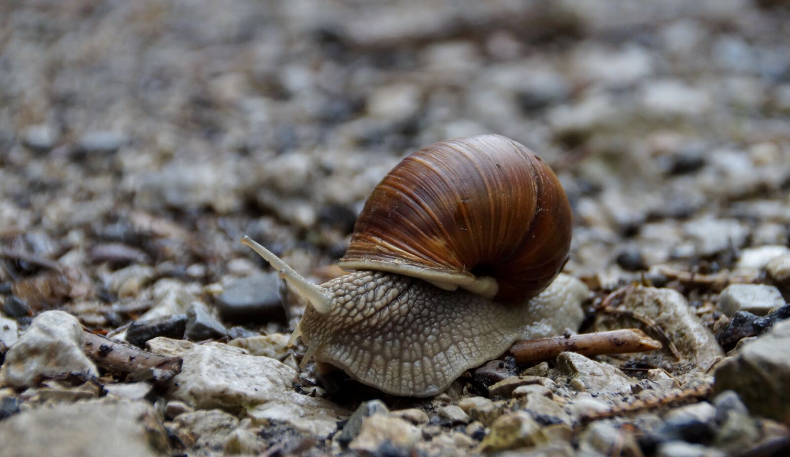 Sony SLT-A58 sample photo. Worm, snail, conch photography