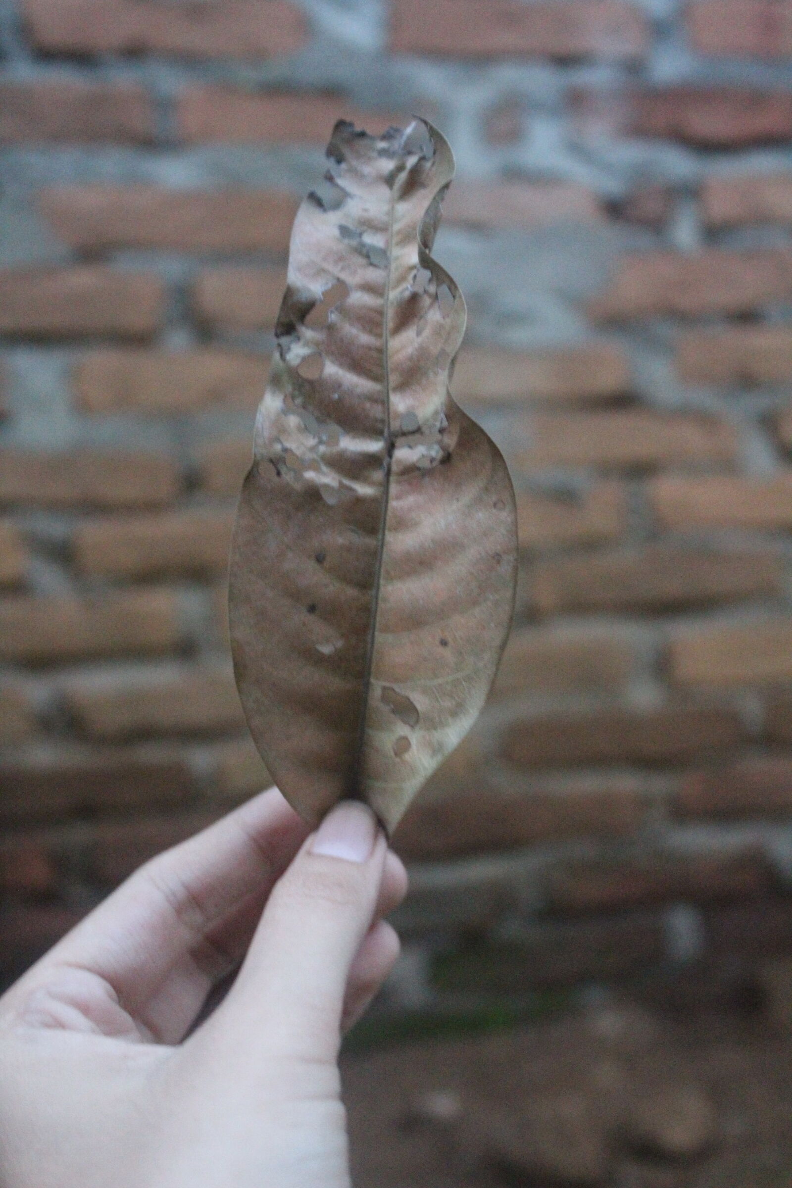 Canon EOS 1200D (EOS Rebel T5 / EOS Kiss X70 / EOS Hi) sample photo. Brown, leaf, leaf photography