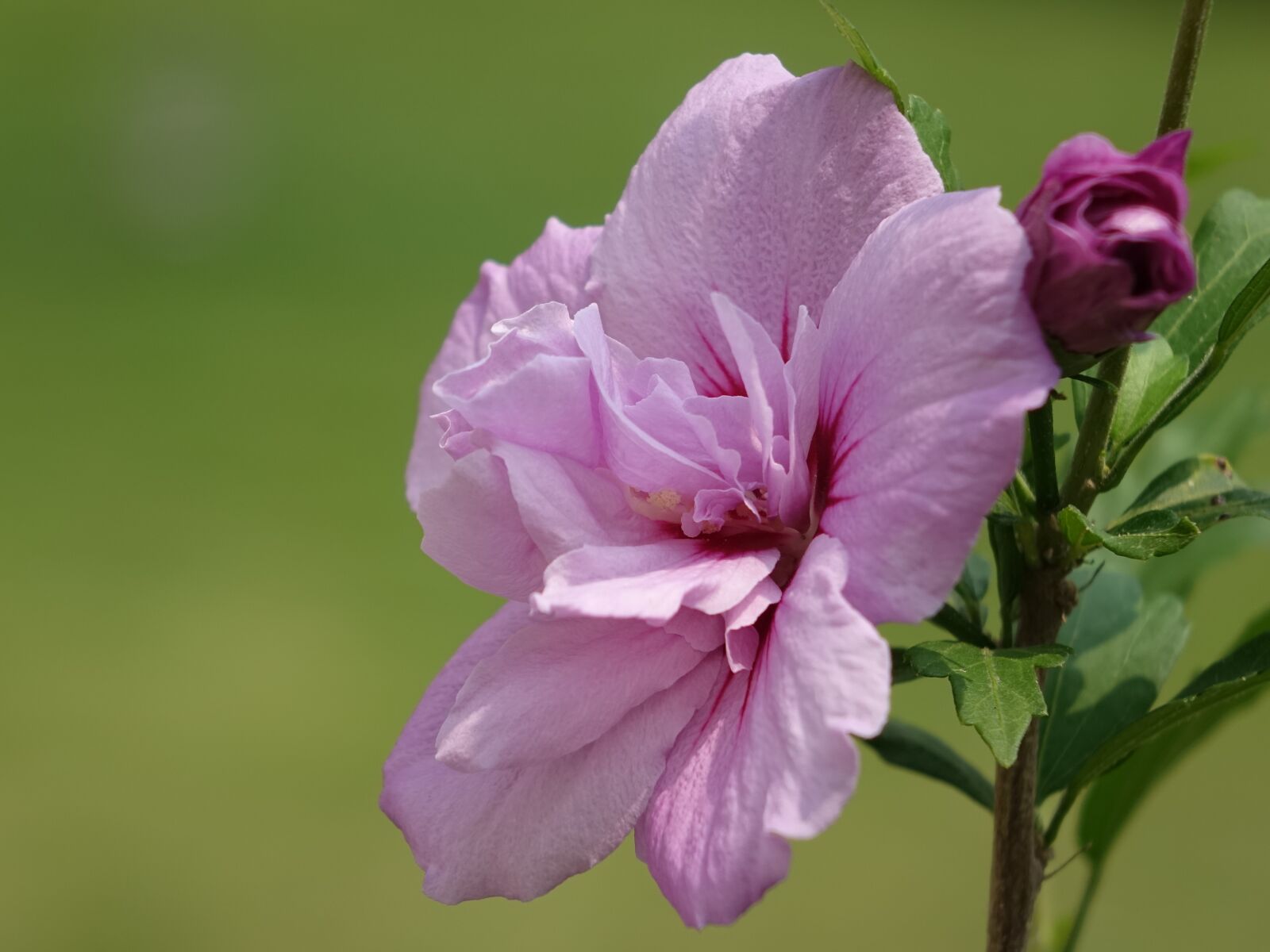 Sony Cyber-shot DSC-RX10 sample photo. Flower, hibiscus, pink photography