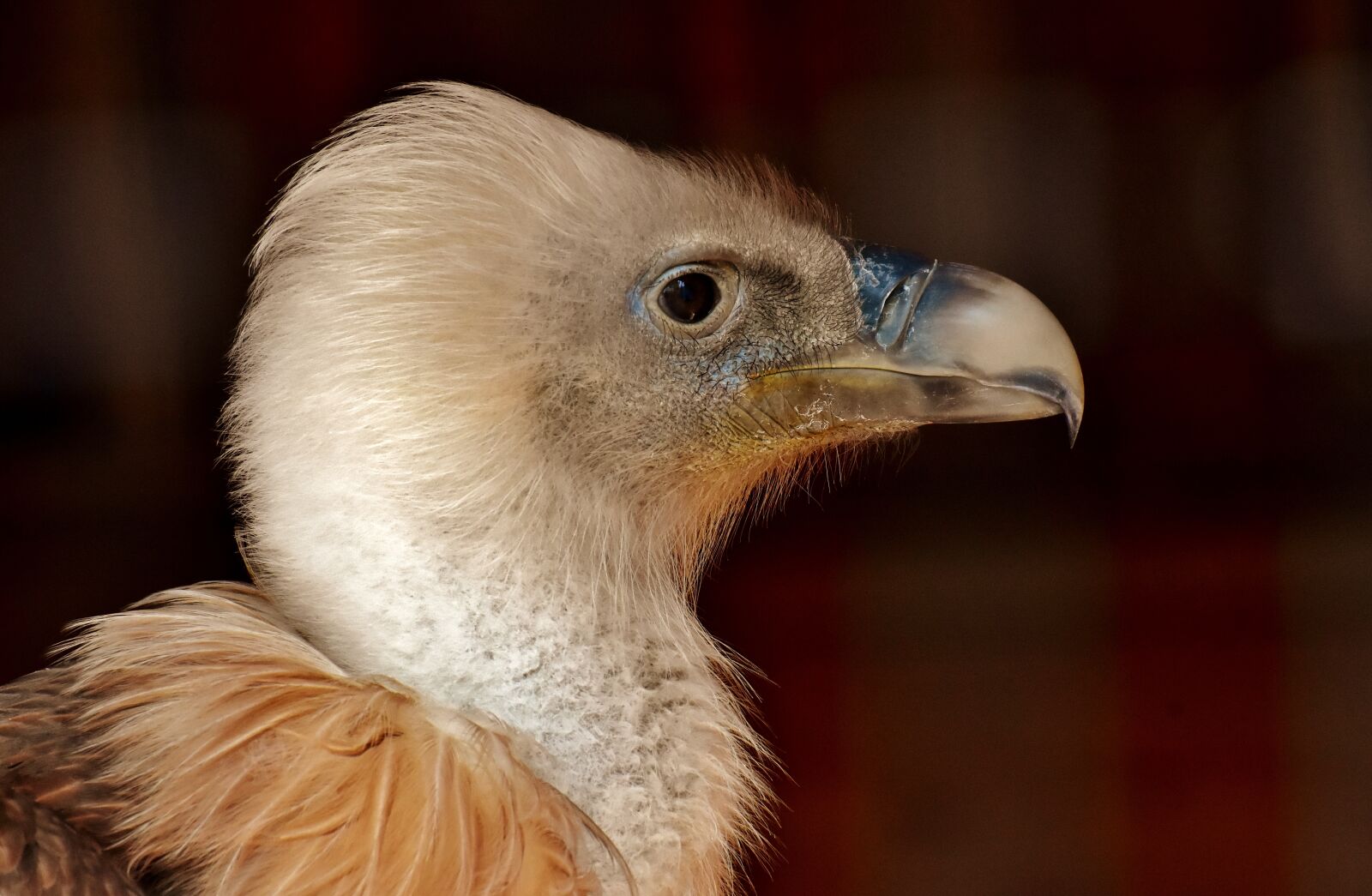 Nikon D7200 sample photo. Vulture, bird, bird of photography