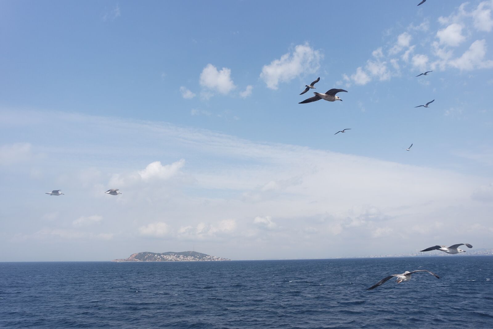 Samsung NX3000 sample photo. Istanbul islands, seagull, ada photography