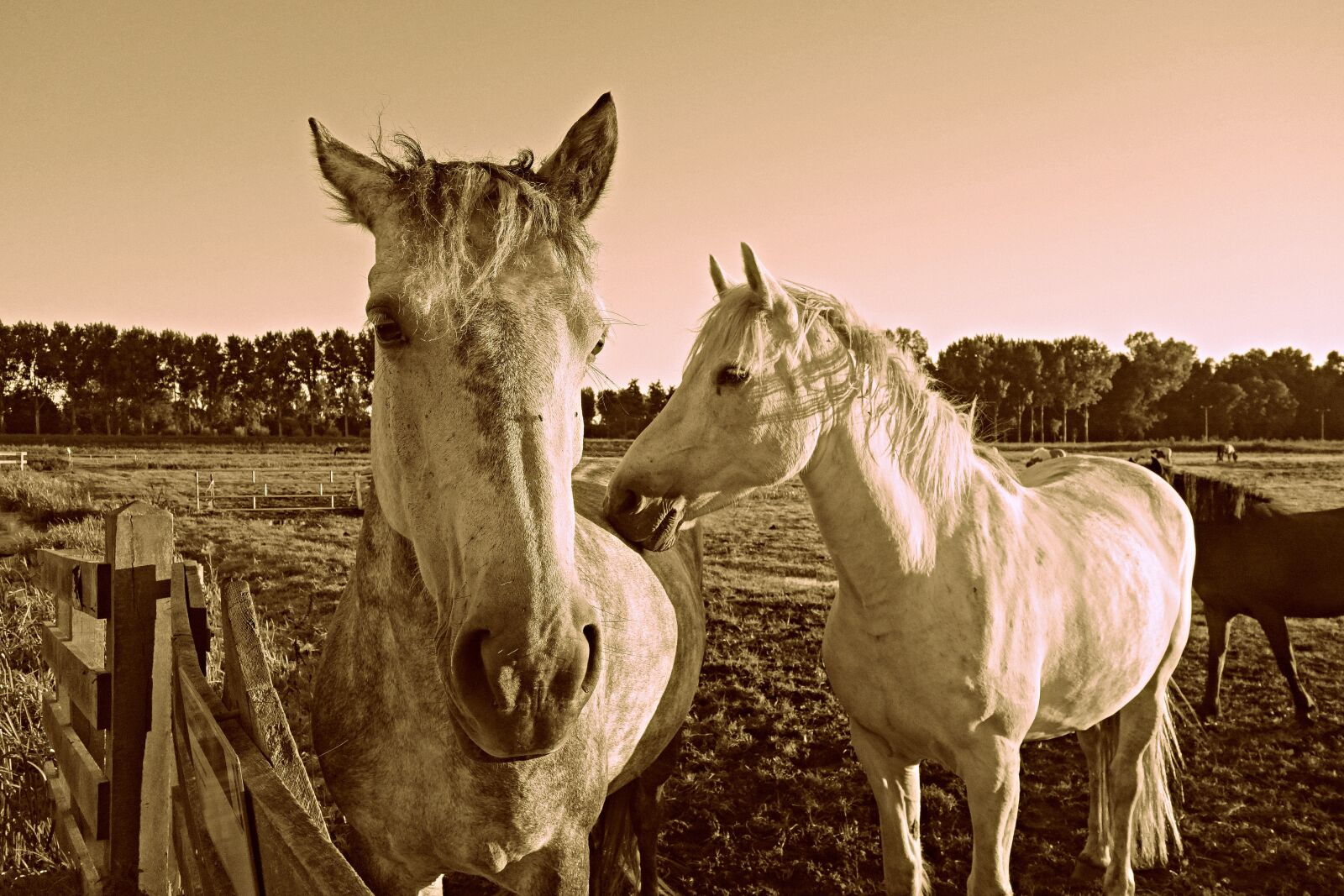 Sony Cyber-shot DSC-RX100 sample photo. Horse, animal, mammal photography