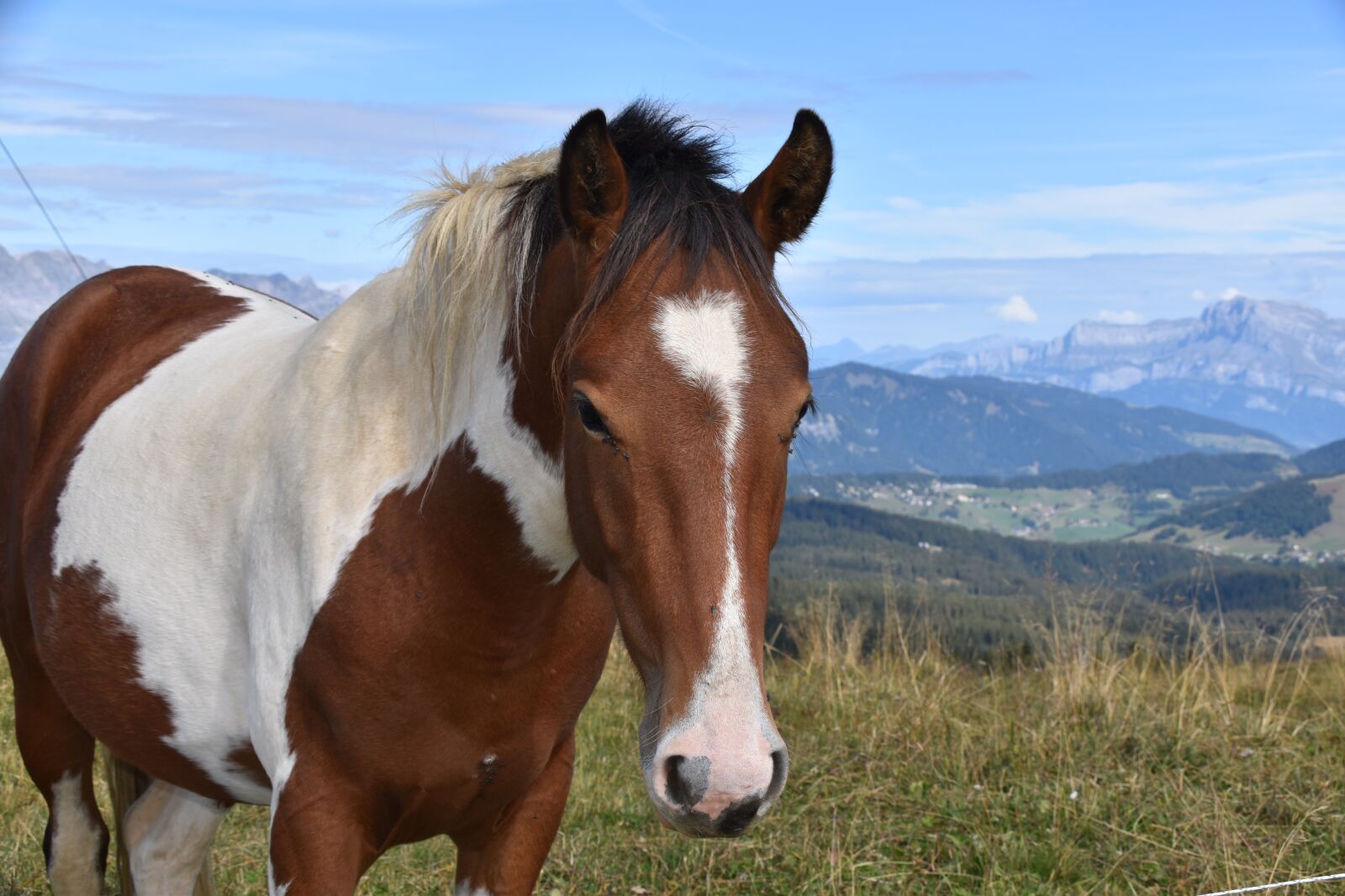Nikon D5600 sample photo. Horse, animal portrait, equines photography
