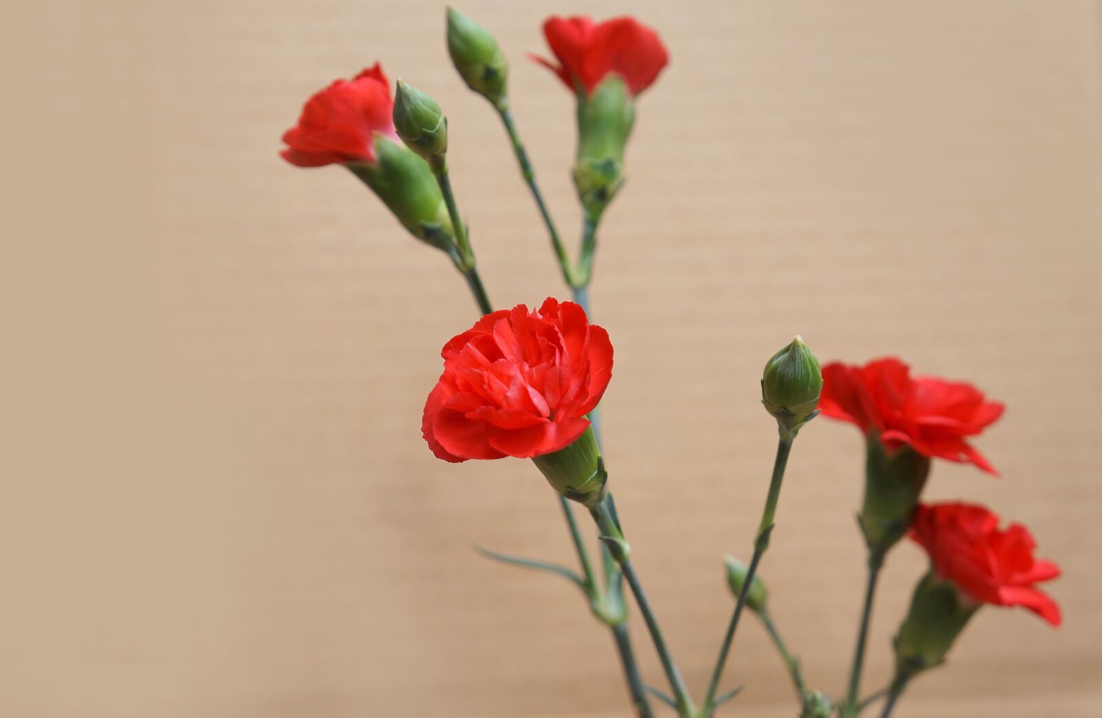 Sony Alpha NEX-F3 + Sony E 18-55mm F3.5-5.6 OSS sample photo. Carnations, red, natural photography