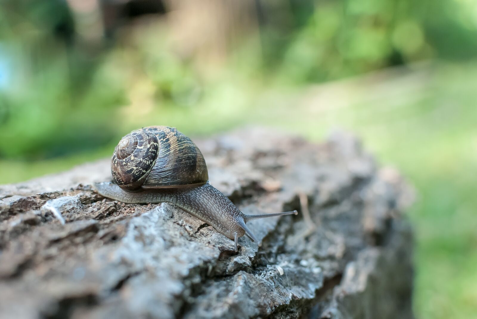 Nikon D80 sample photo. Snail, gastropod, nature photography