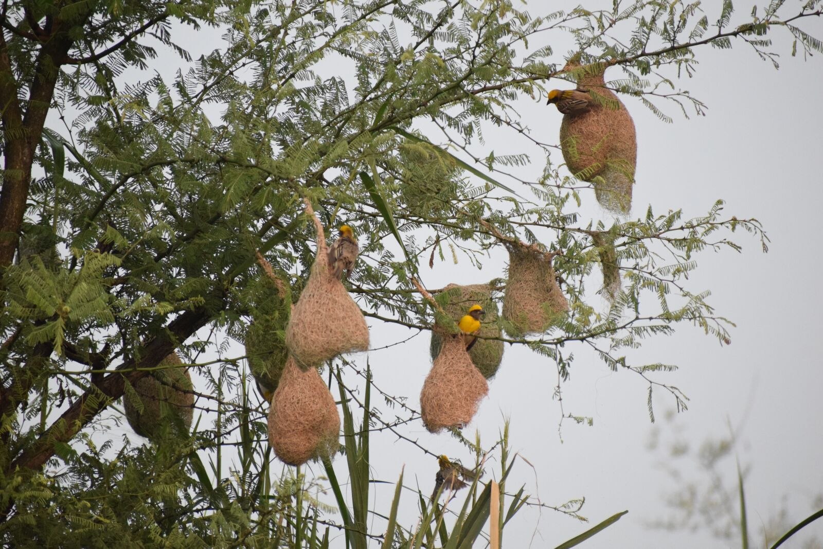 Nikon D3300 sample photo. Tailor bird, birds, the photography