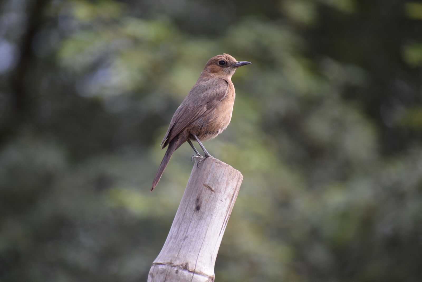 Nikon D3300 sample photo. Bird, nature, animal photography