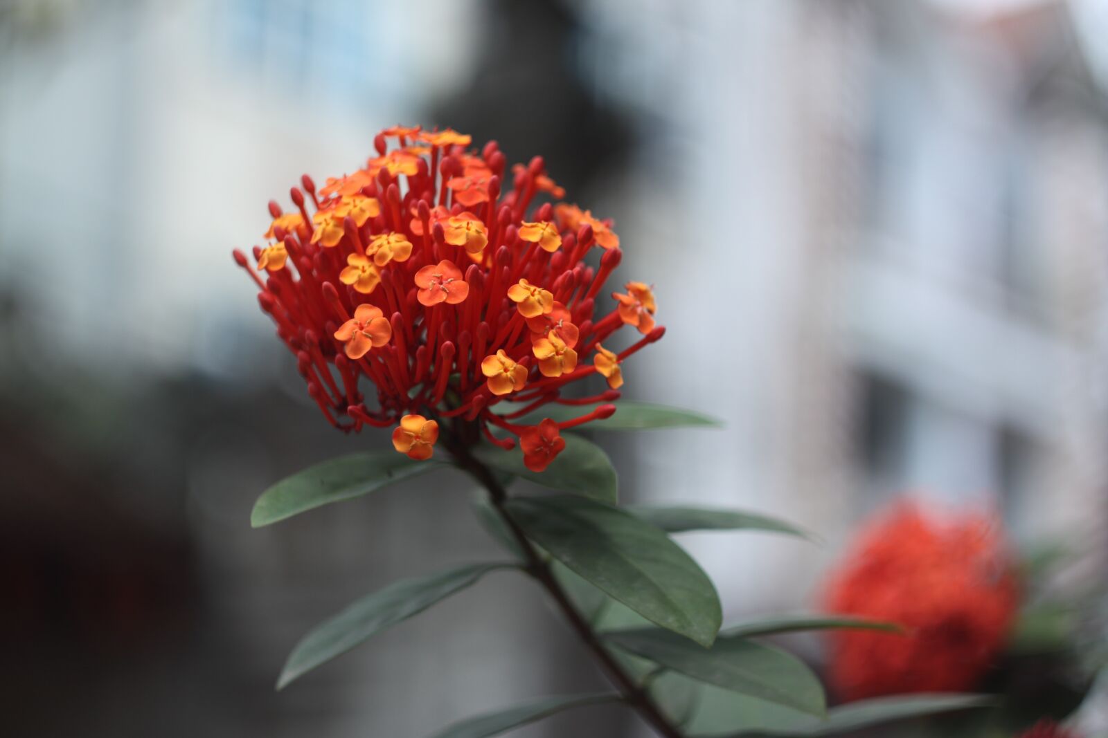 Canon EOS 50D sample photo. Red ixora, mf lens photography