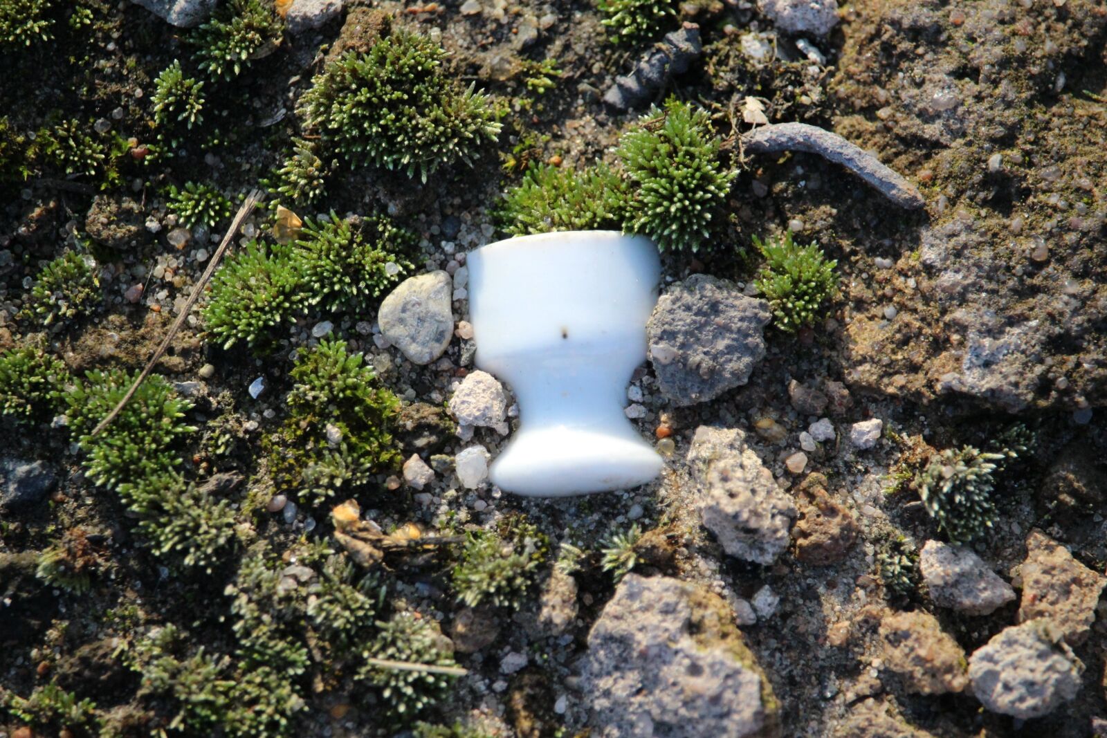 Canon EOS 100D (EOS Rebel SL1 / EOS Kiss X7) sample photo. Moss, insulator, ceramic photography
