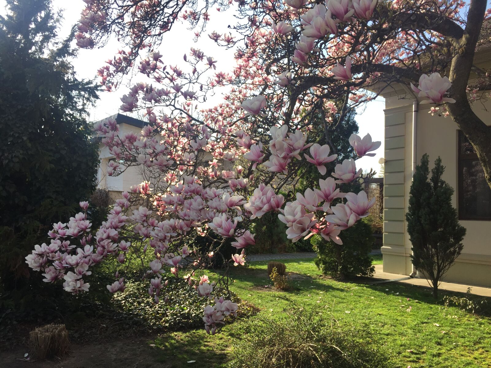 iPhone 6 back camera 4.15mm f/2.2 sample photo. Beautiful, flower, garden, lawn photography
