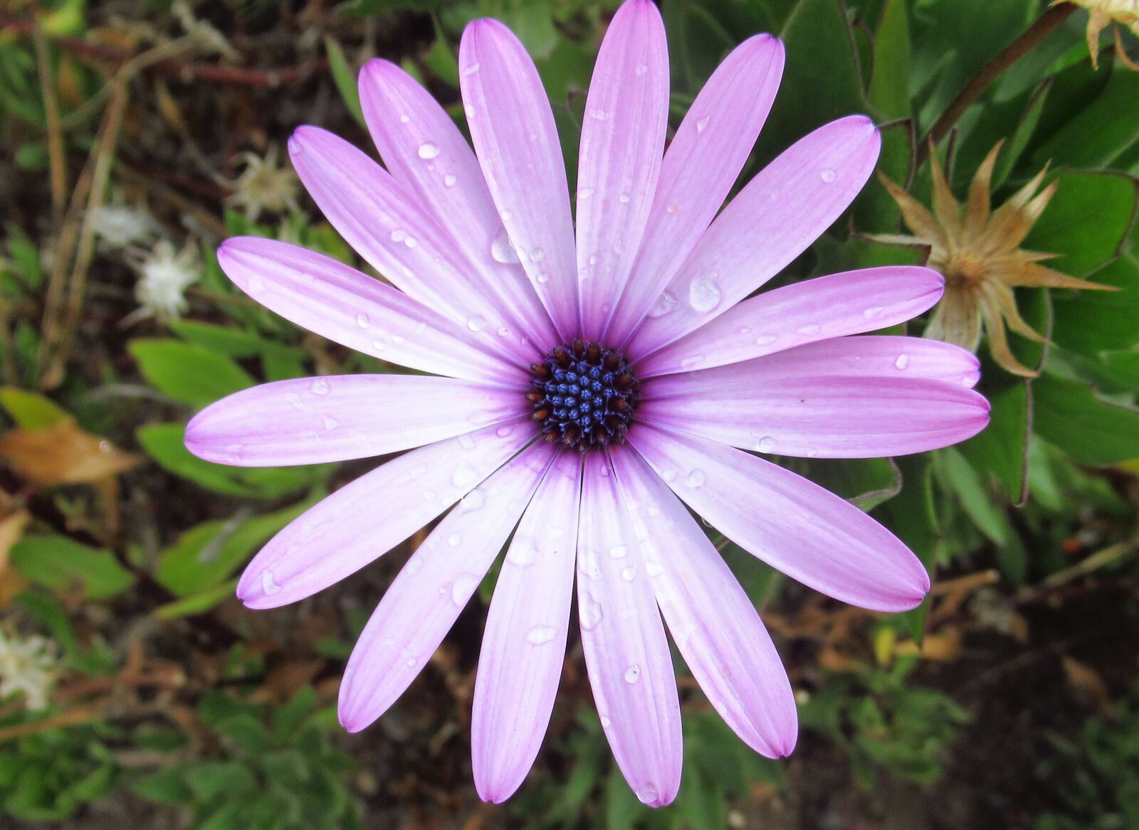 Canon PowerShot SX620 HS sample photo. Nature, plant, flower photography
