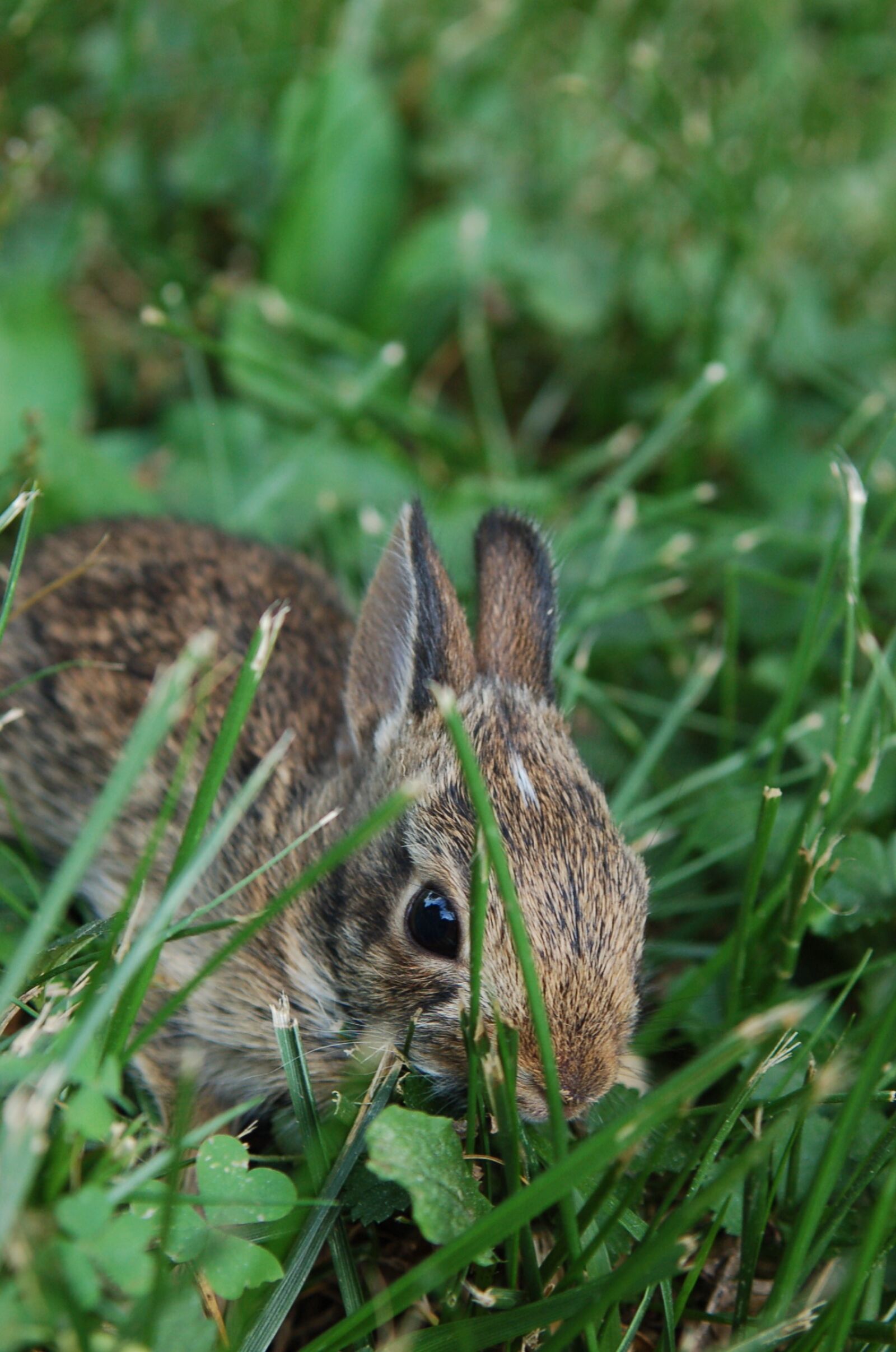 Nikon D50 sample photo. Bunny, rabbit, cute photography