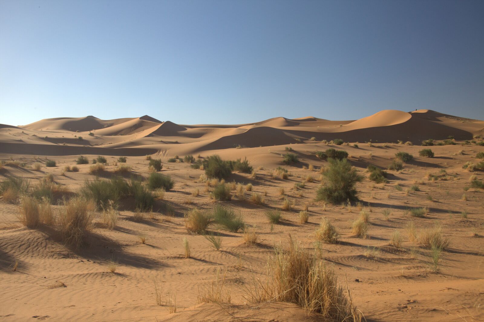 Canon EOS 5D Mark II sample photo. Desert, dunes, sand photography