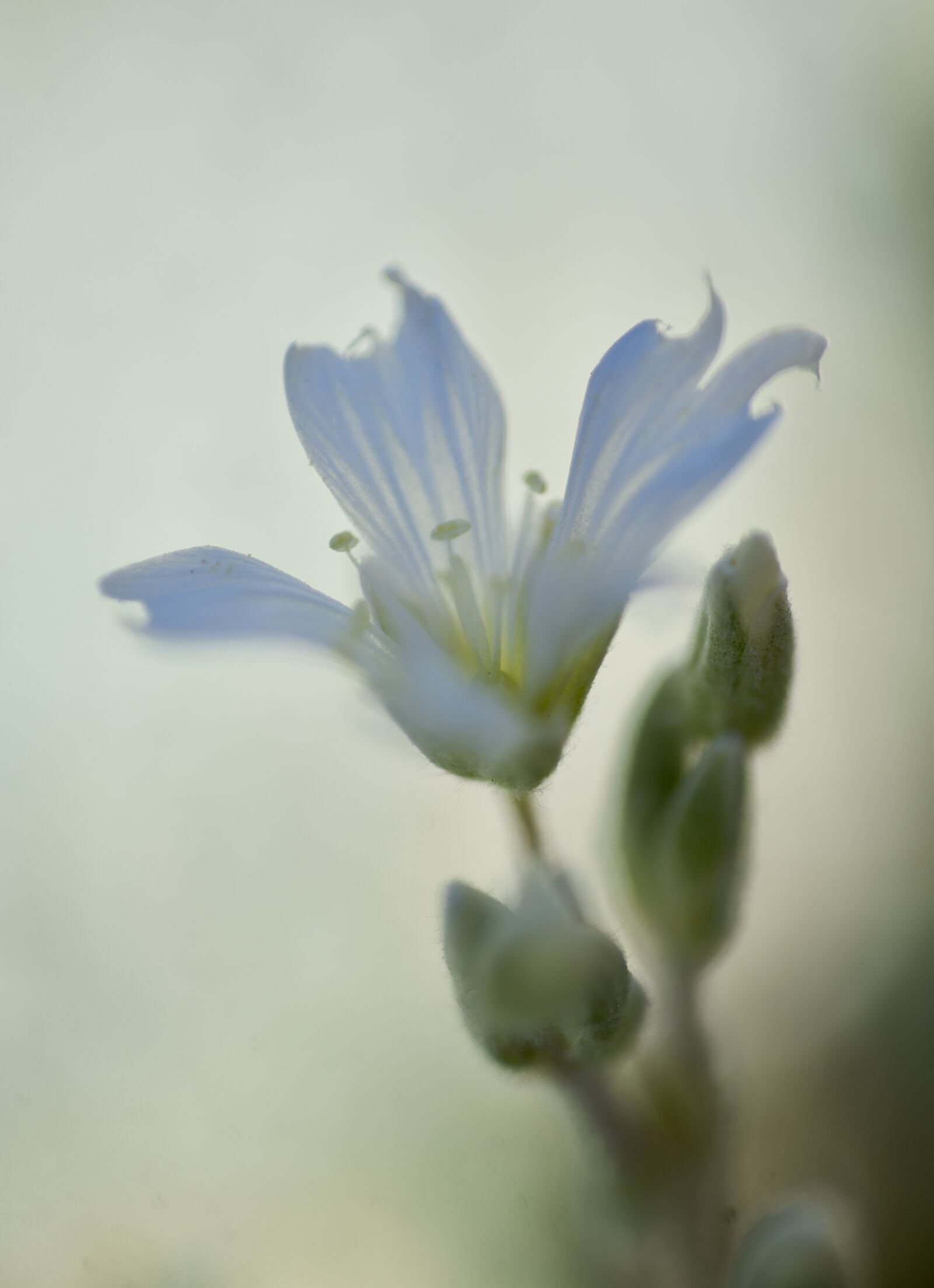 Nikon D600 sample photo. Flower, white, spring photography