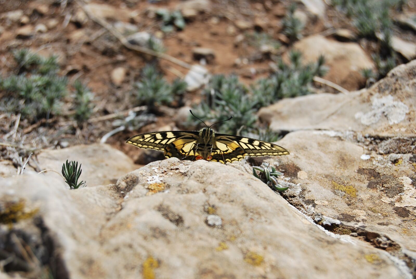 Nikon D60 sample photo. Butterfly, rock, sand photography