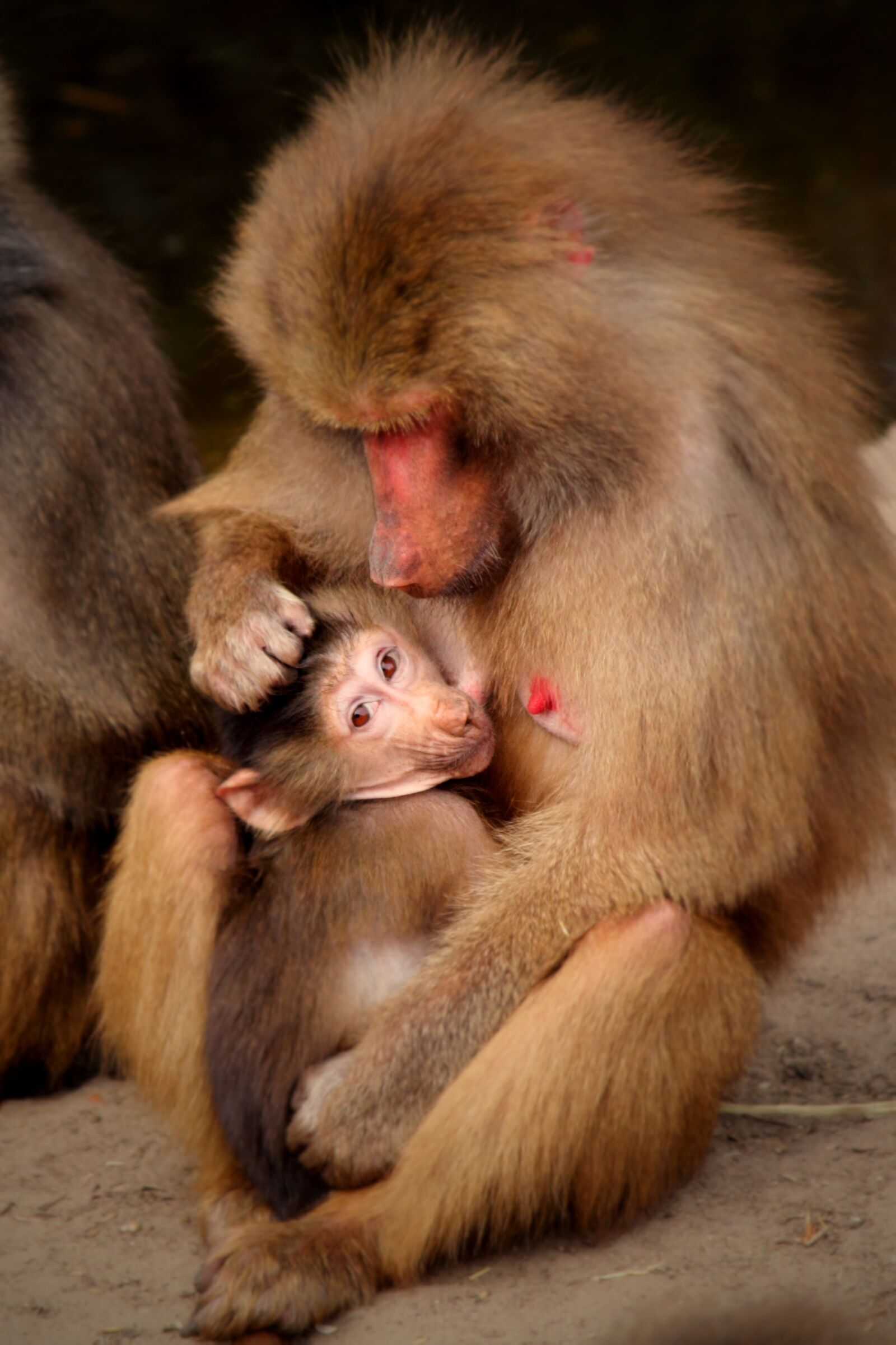 Canon EOS 60D sample photo. Monkey, baby, animals photography
