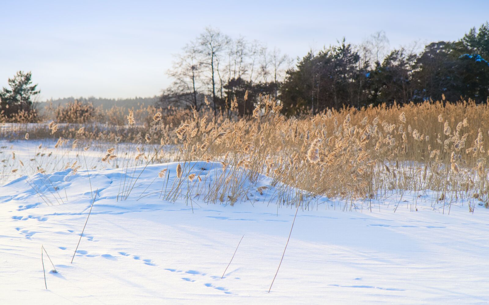 Canon EOS 7D sample photo. Winter, reed, sunny photography