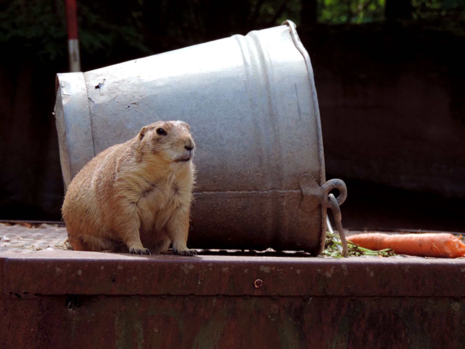 Nikon Coolpix P520 sample photo. Marmot, rodent, croissant photography