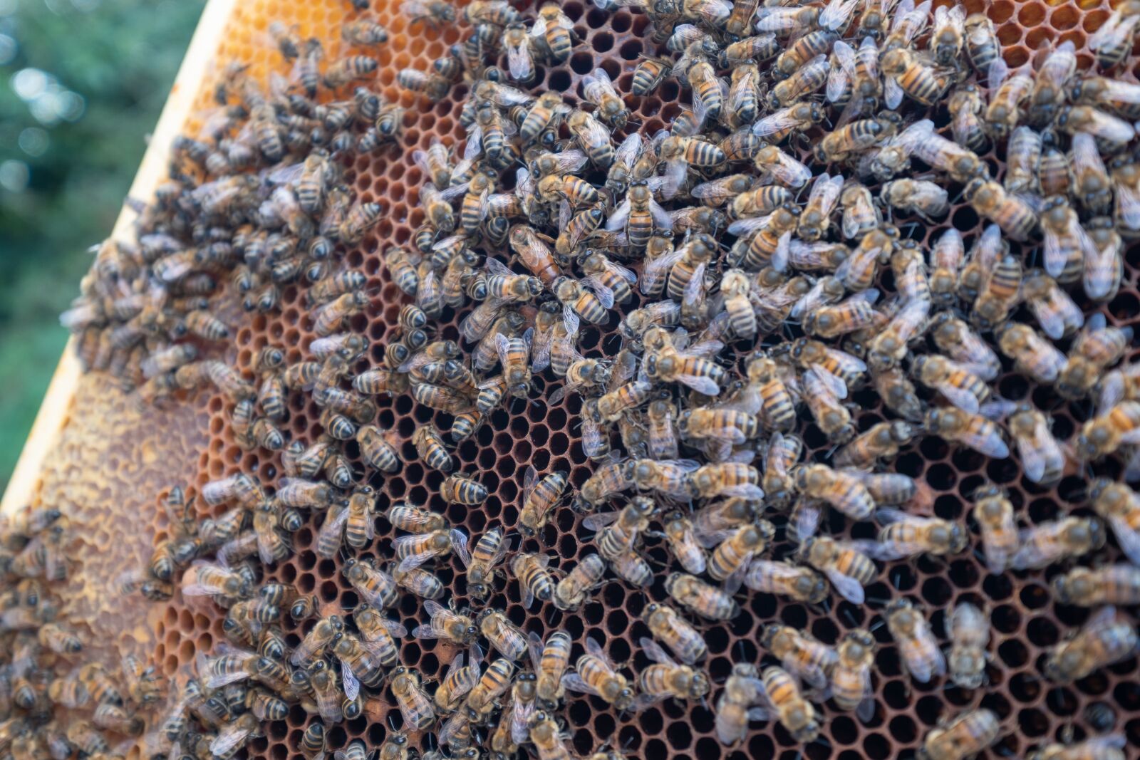 Fujifilm X-T2 + Fujifilm XF 10-24mm F4 R OIS sample photo. Bees, beekeeping, honey photography