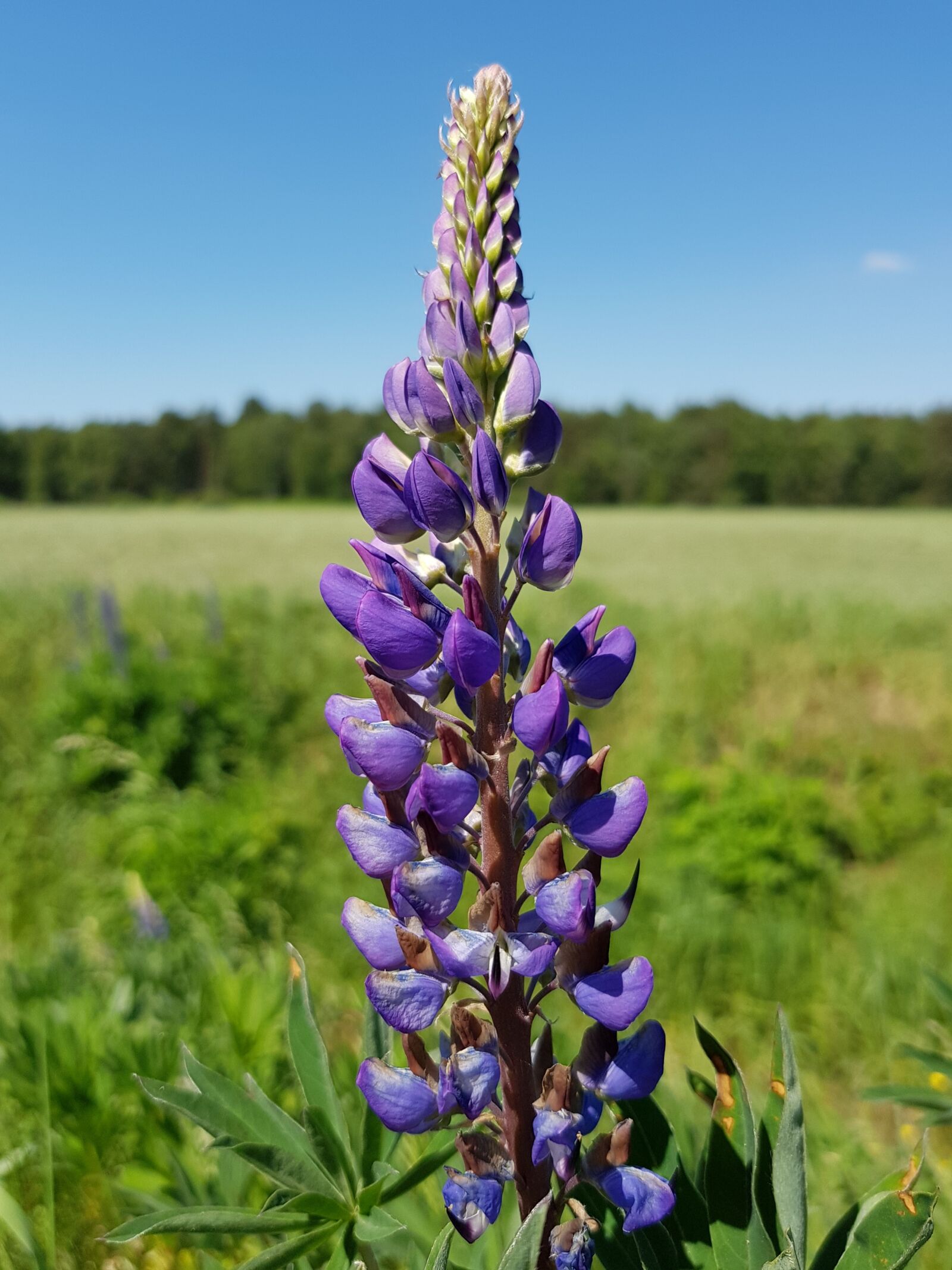Samsung Galaxy S8 sample photo. Lupine, out, flower photography