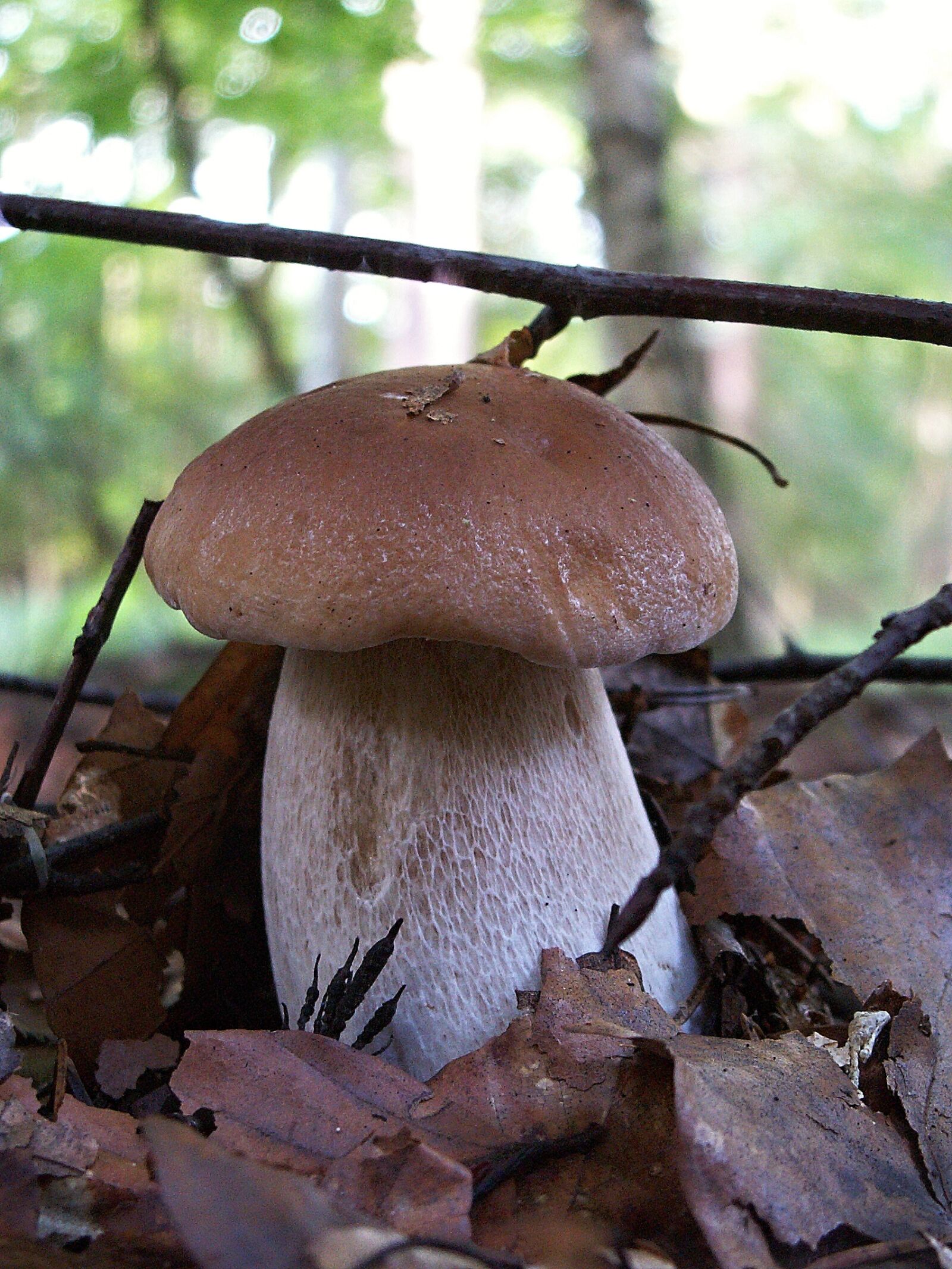 KONICA MINOLTA DiMAGE Z3 sample photo. Fungus, boletus, edible photography