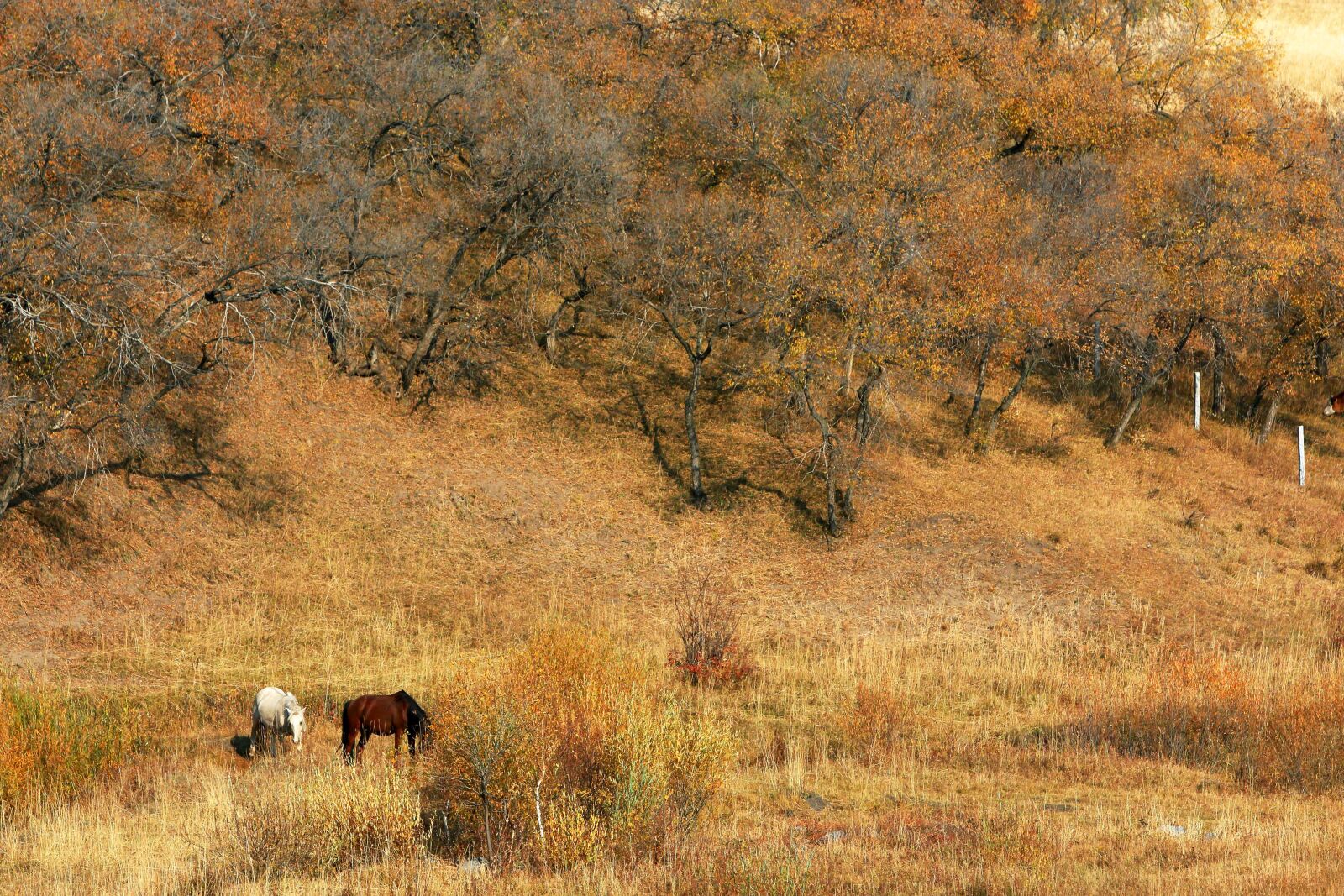 Canon EOS 70D + Canon EF 70-200mm F2.8L IS USM sample photo. Autumn, the scenery, golden photography