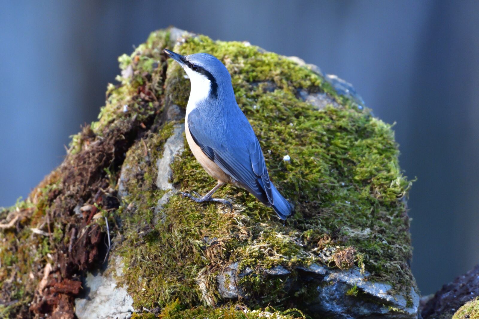 Nikon D500 sample photo. Natural, outdoors, bird photography