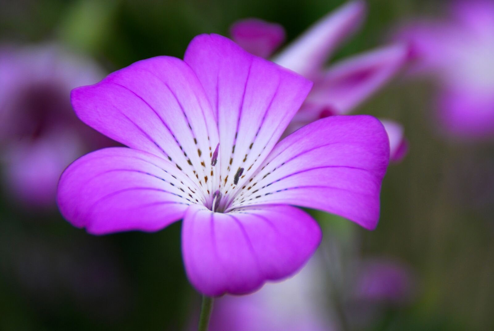 Nikon D40X sample photo. Flower, violet, floral photography