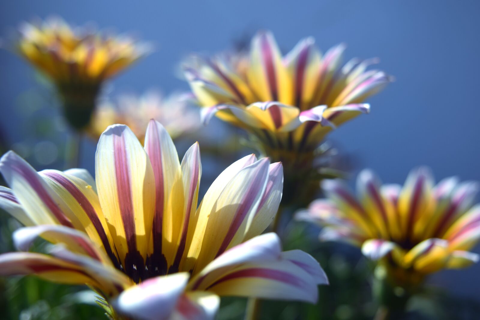 Nikon D5300 sample photo. Nature, flower, summer photography