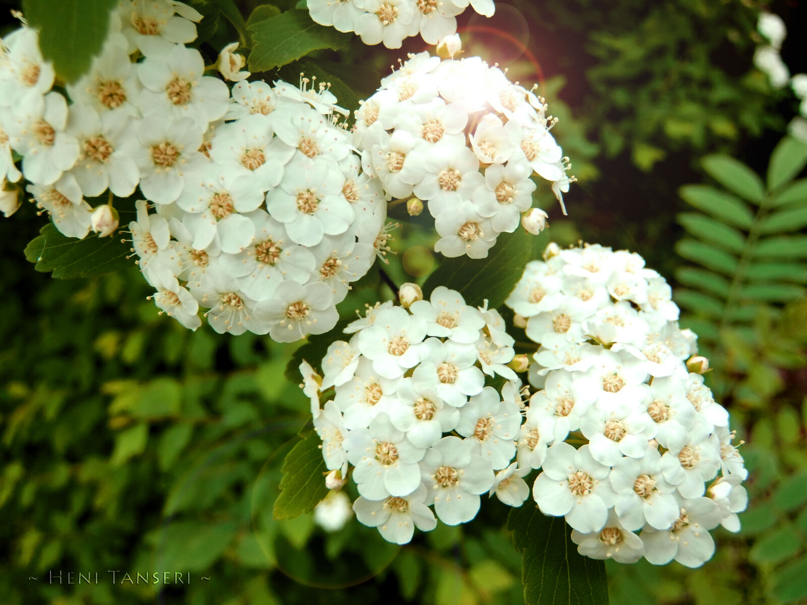 FujiFilm FinePix F70EXR (FinePix F75EXR) sample photo. Flowers photography