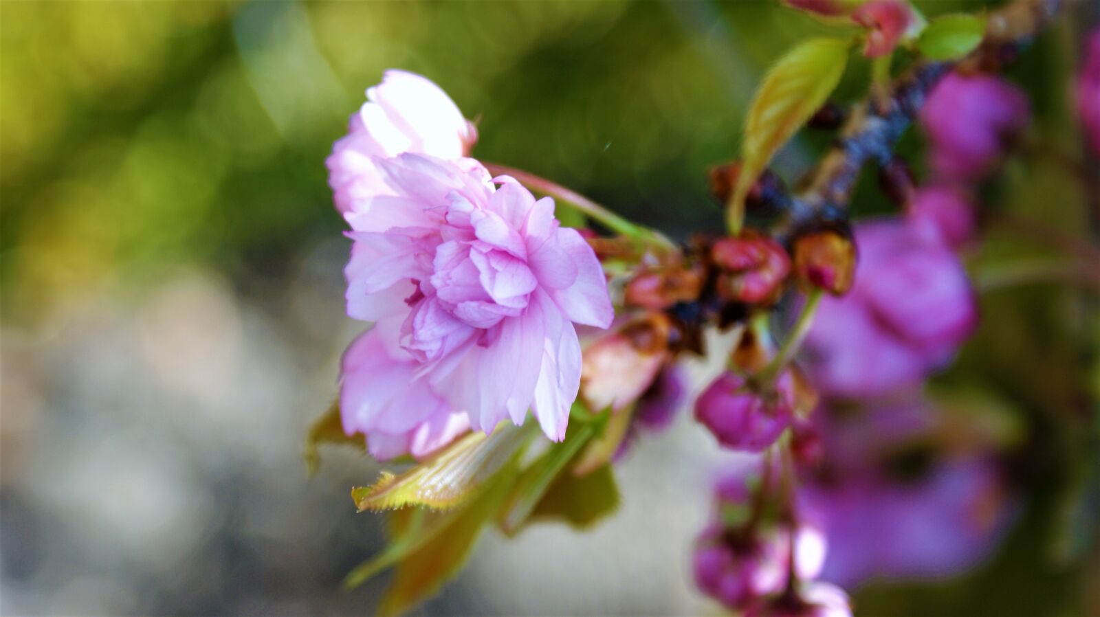 Sony Alpha DSLR-A350 sample photo. Flower, pink, blossom photography