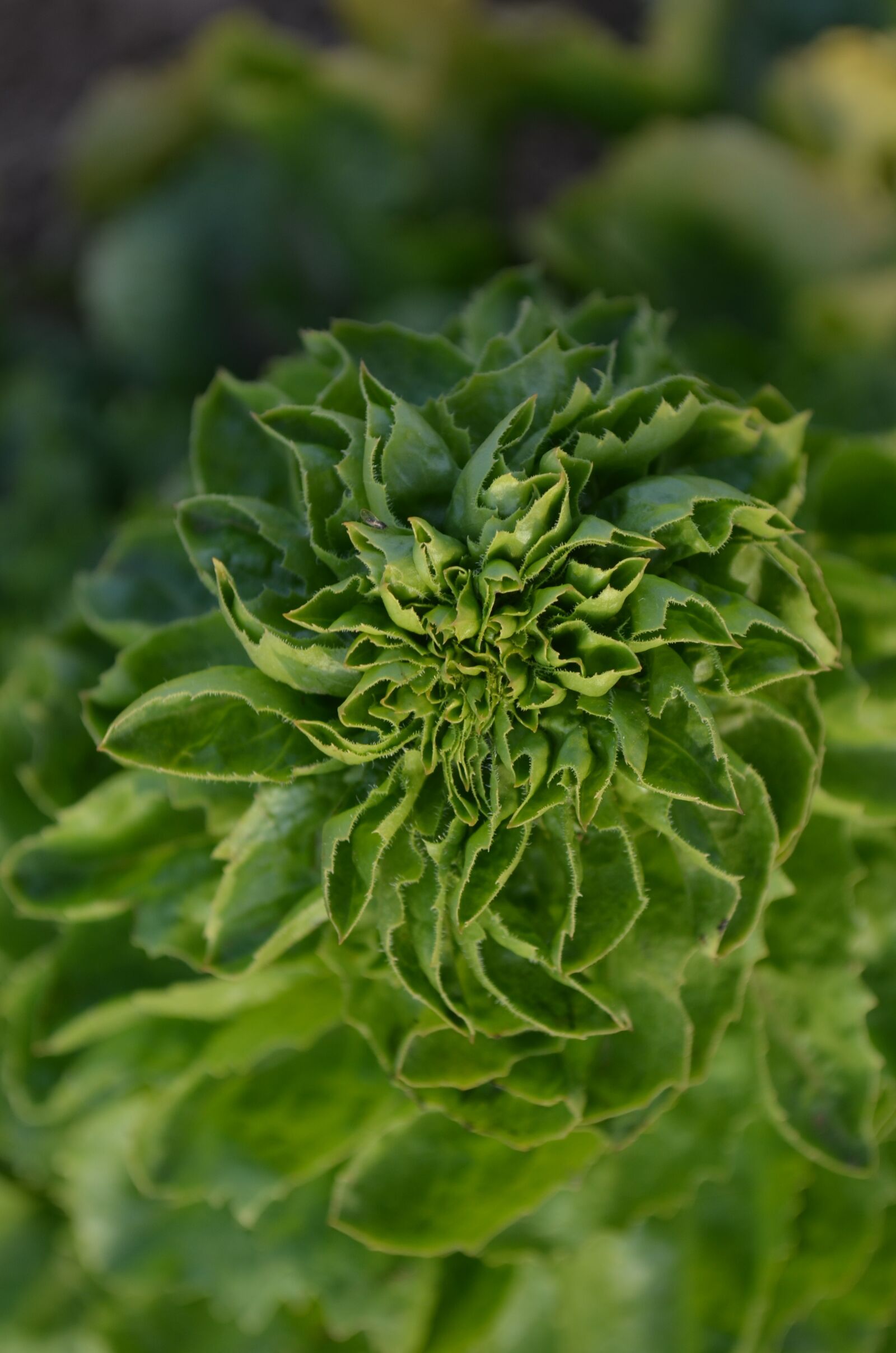 Nikon D5100 sample photo. Salad, geschossener salad, green photography