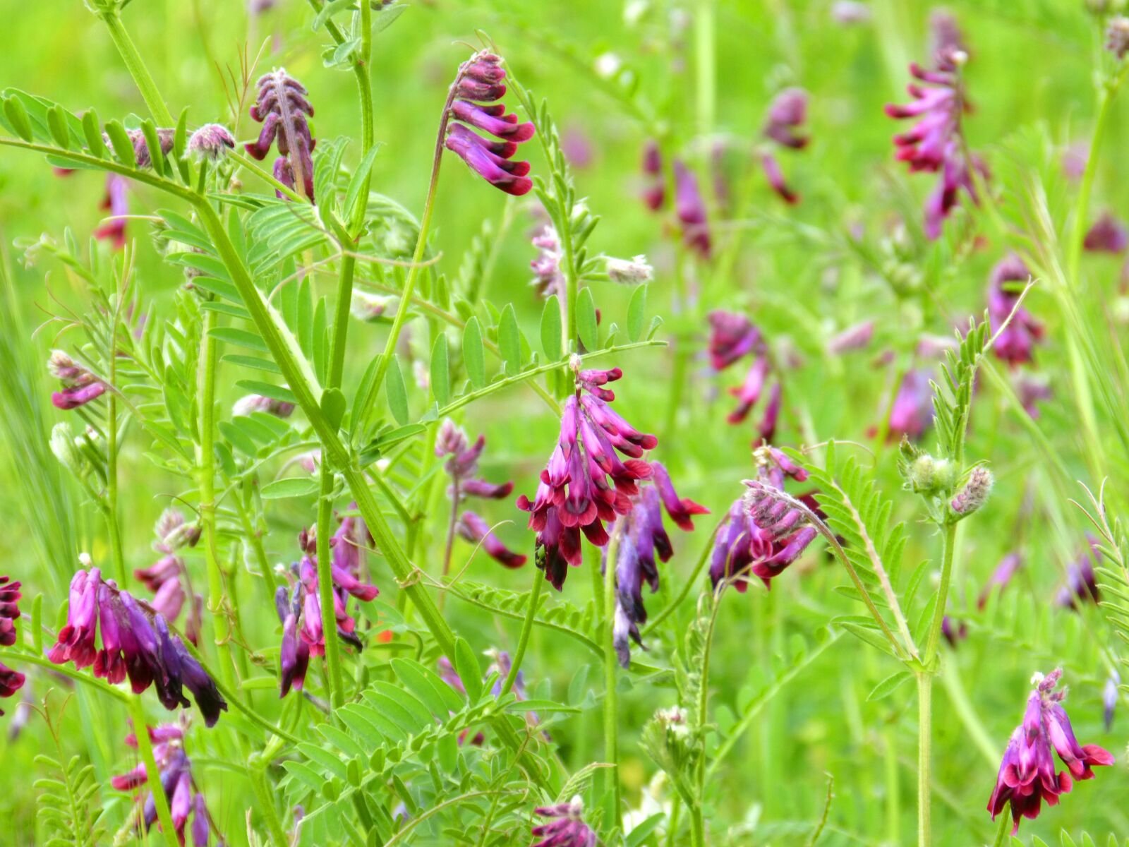 Panasonic DMC-FZ62 sample photo. Flowers meadow, flowery, spring photography