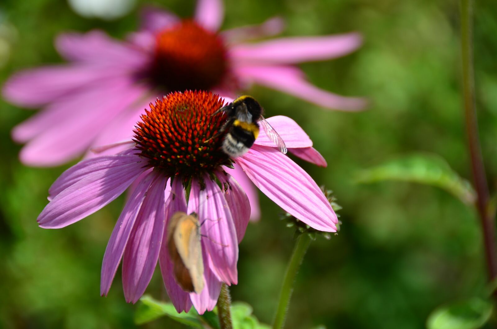 Nikon D7000 sample photo. Bee, summer, coneflower photography