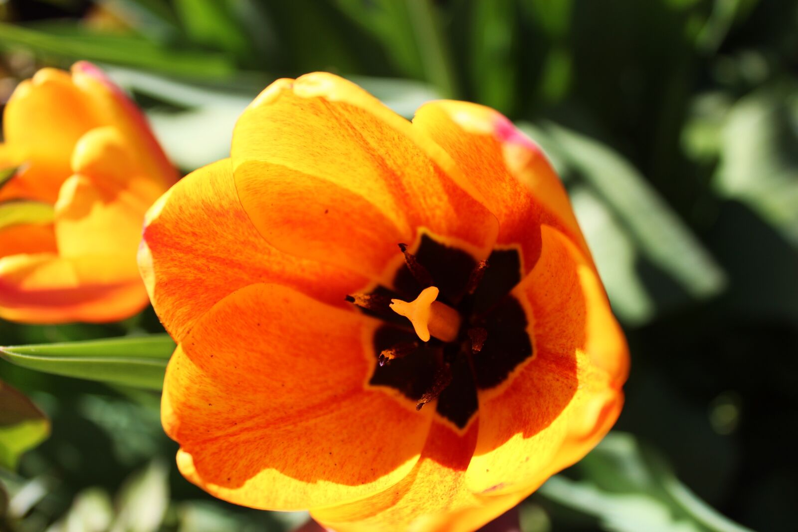 Canon EOS 1300D (EOS Rebel T6 / EOS Kiss X80) sample photo. Tulip, tulips, flower photography