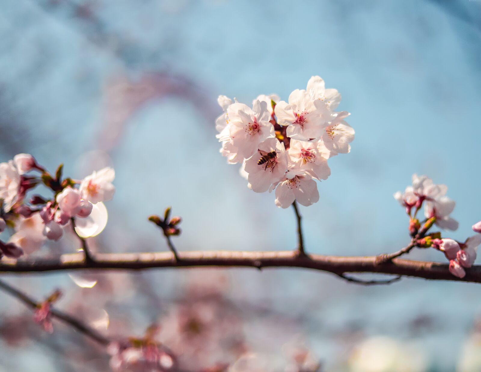 Canon EOS 6D Mark II sample photo. Cherry blossom, flower, shanghai photography