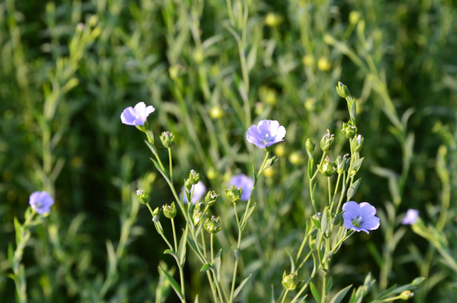 Nikon D7000 sample photo. Little flower, small purple photography