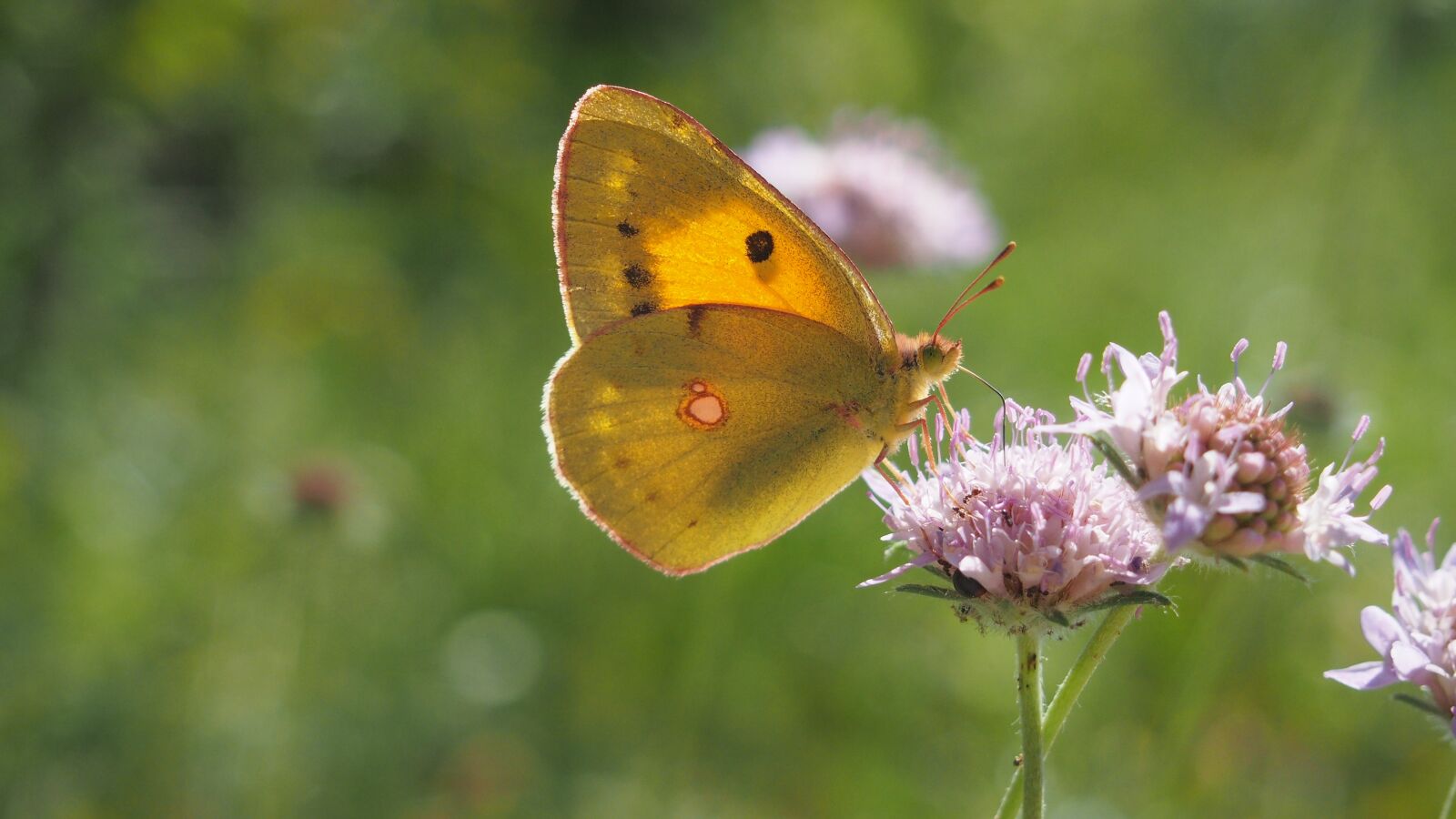 Olympus PEN E-PL6 sample photo. Butterfly, nature, macro photography