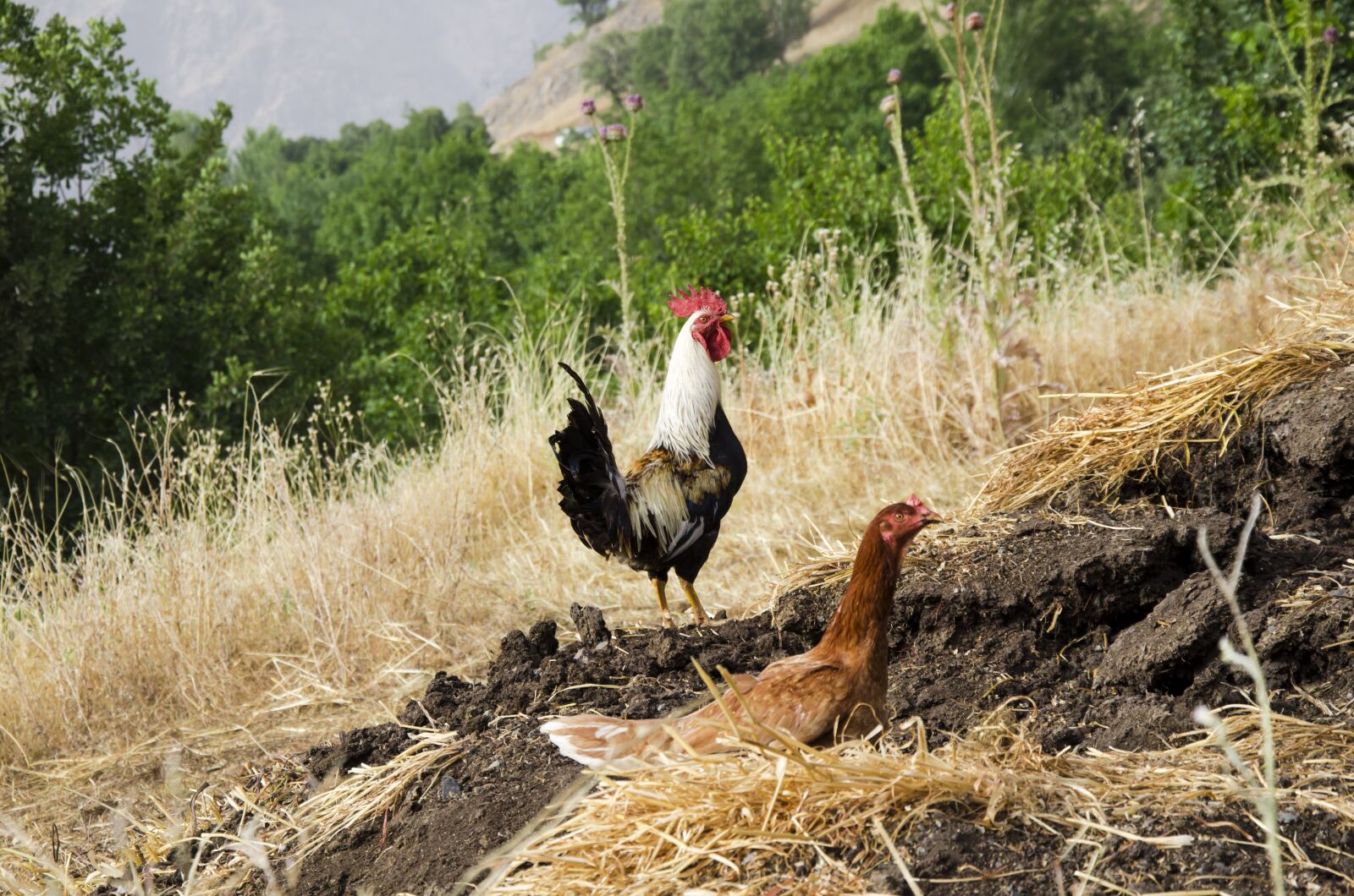 Nikon D7000 sample photo. Rooster hen, rooster, cock photography