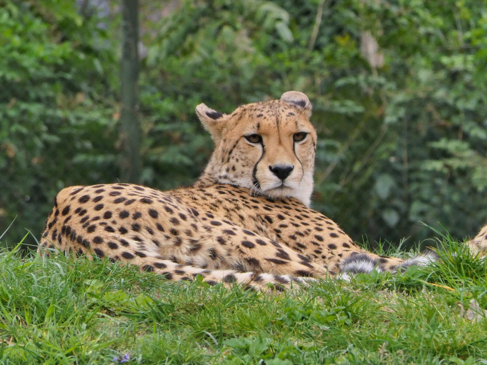 Panasonic Lumix DMC-FZ2500 (Lumix DMC-FZ2000) sample photo. Leopard, wildcat, nature photography