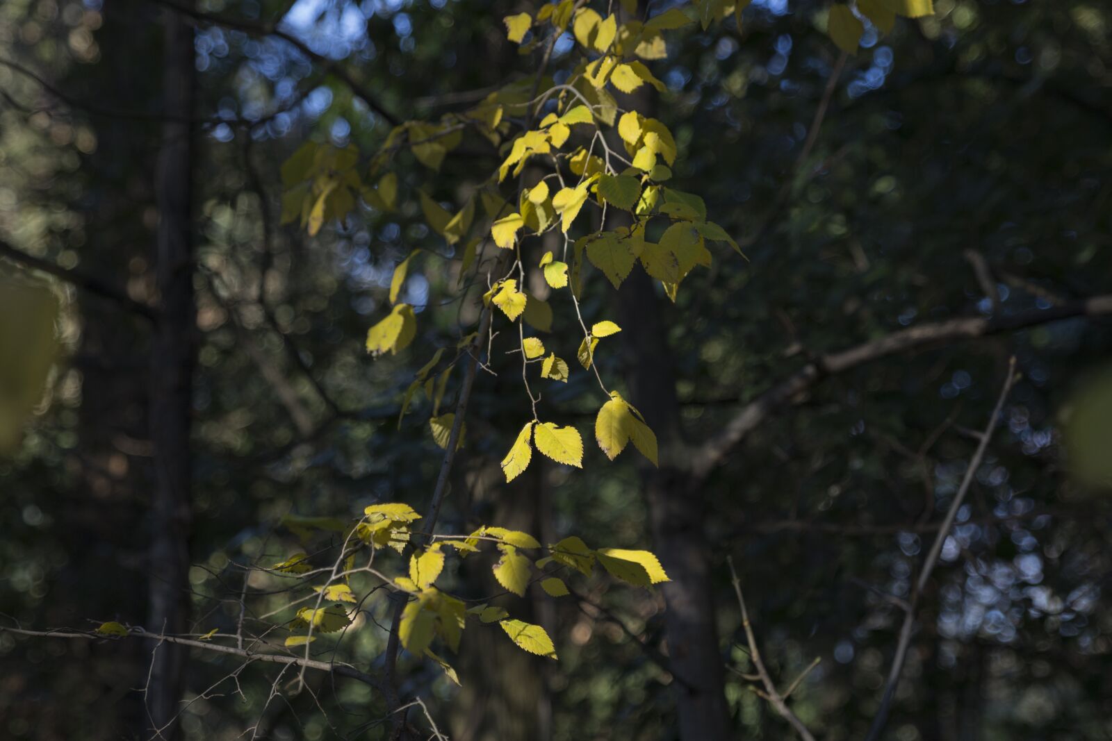 Canon EOS 6D sample photo. Leaves, autumn, backlight photography