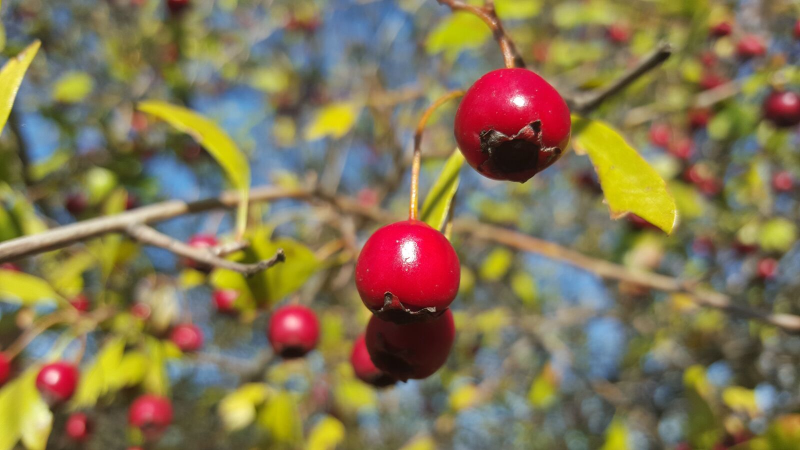 Samsung Galaxy S6 sample photo. Autumn, red, fall flower photography