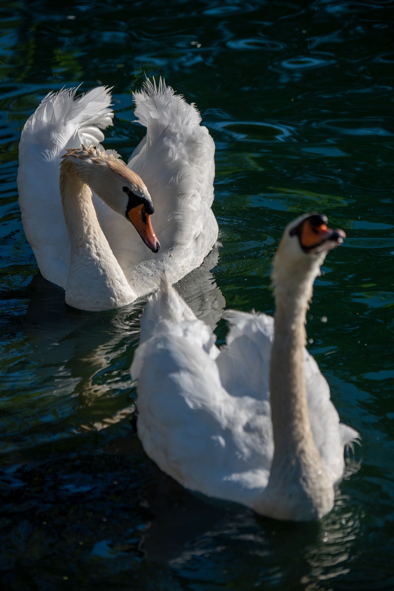 Nikon D750 sample photo. Swan, mute swan, white photography