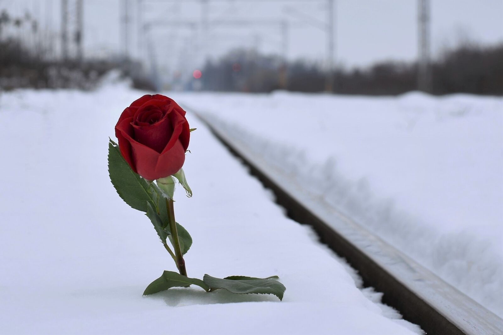 Nikon D5600 sample photo. Red rose in snow photography