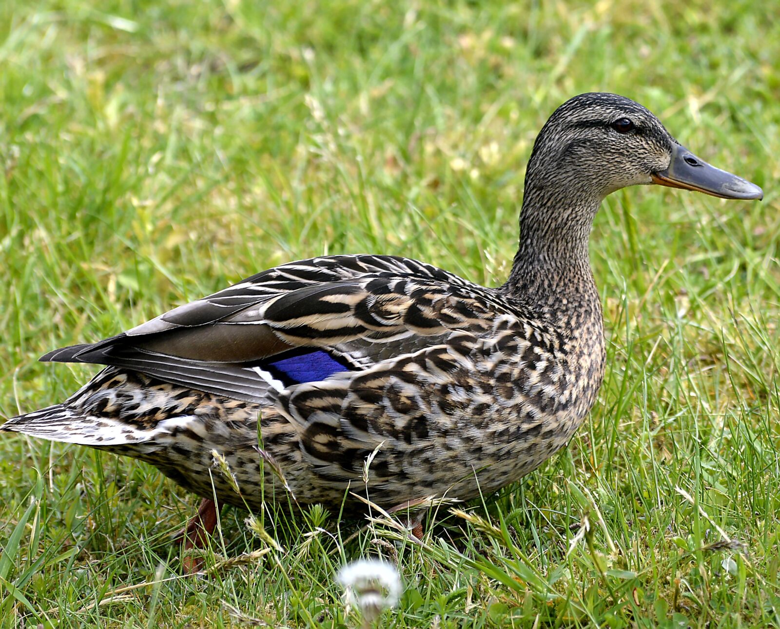 Nikon D3200 sample photo. Mallard, female, waterfowl photography