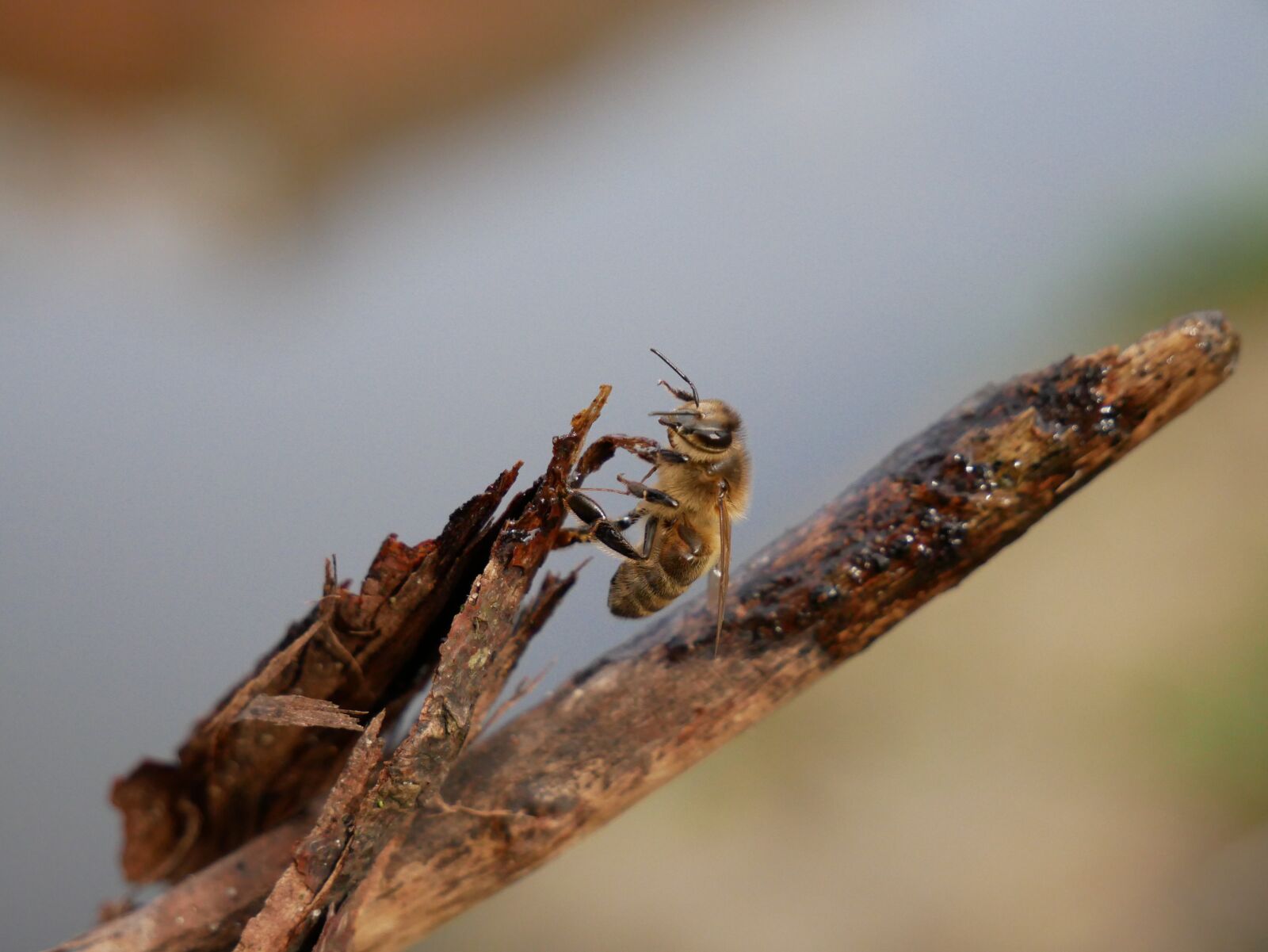 Panasonic Lumix DMC-G85 (Lumix DMC-G80) sample photo. Bee, insect, wasp photography