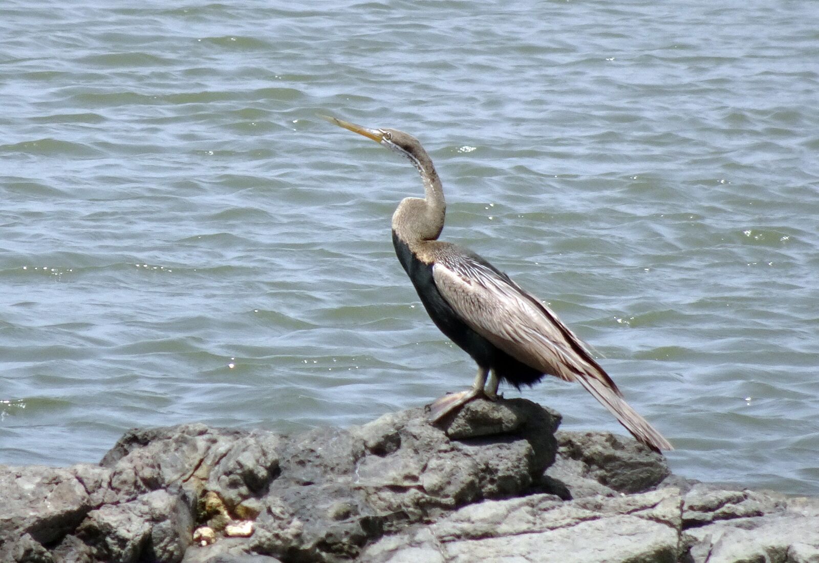 Sony Cyber-shot DSC-HX90V sample photo. Bird, darter, snakebird photography